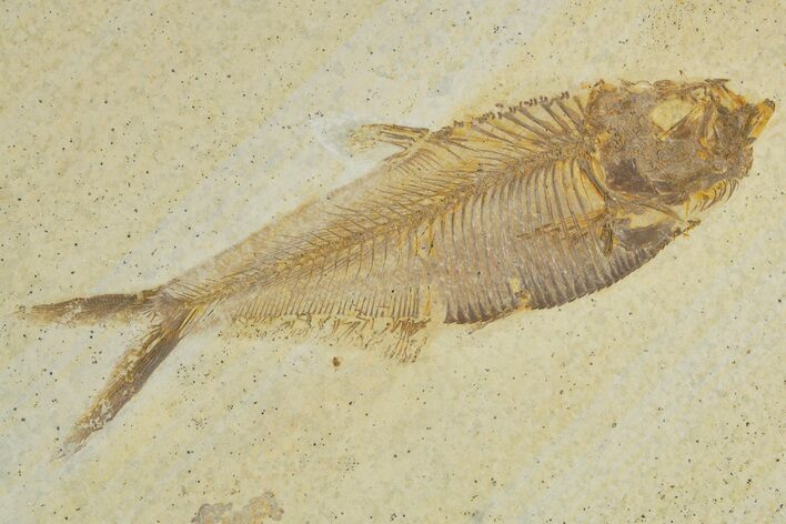 Detailed Fossil Fish (Diplomystus) - Wyoming #320372